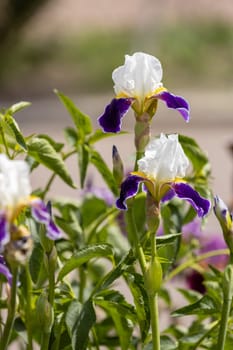 Blooming white and purple irises fill a vibrant garden, basking in the warm sunlight and showcasing the beauty of nature