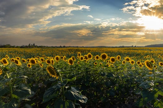 Sunflowers blooming in a vast field during a beautiful sunset, creating a picturesque agricultural landscape