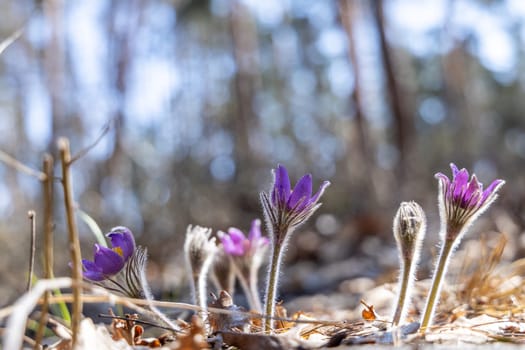 Blooming purple pulsatilla flowers thriving in a sunny spring forest, creating a vibrant display of beauty in the natural environment