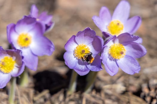 Close up of a bumblebee gathering pollen from a purple pasqueflower, illuminated by warm spring sunlight