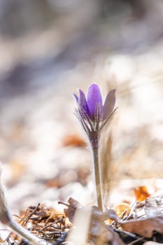Macro close-up of purple pulsatilla patens or pasqueflower blooming in early spring forest sunlight