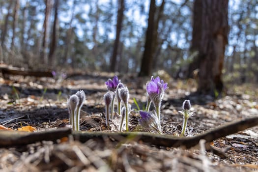 Beautiful purple pasqueflowers blooming in a sunny forest during the spring season, creating a vibrant display of nature's beauty