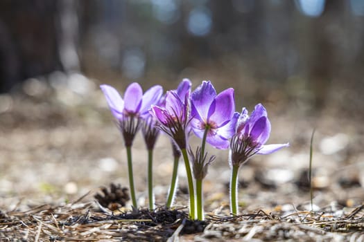 Blooming purple pulsatilla patens flowers thriving in a vibrant spring forest, showcasing nature's beauty in a serene woodland setting