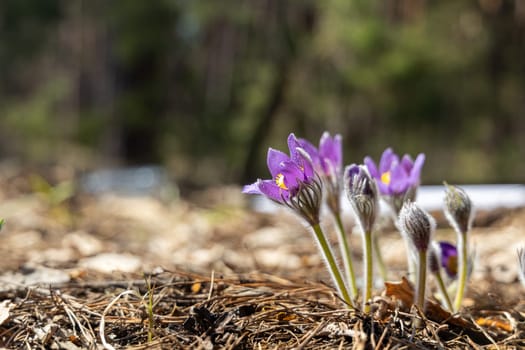Beautiful purple pulsatilla patens flowers growing in dry grass on a sunny spring day in a forest