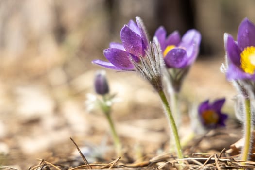 Blooming purple pulsatilla patens flowers thrive in a vibrant spring forest, showcasing nature's beauty amidst the lush woodland environment