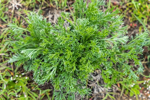 Close-up of a vibrant green plant thriving in its natural habitat, showcasing the beauty of nature's resilience