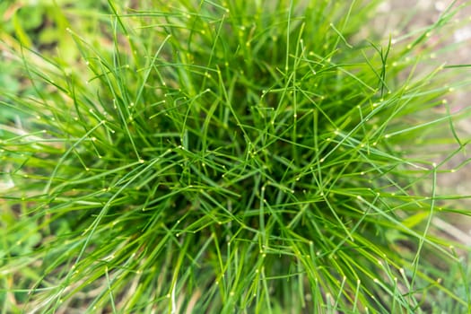 Vibrant green grass thrives in a natural setting, creating a close-up view of its texture and growth