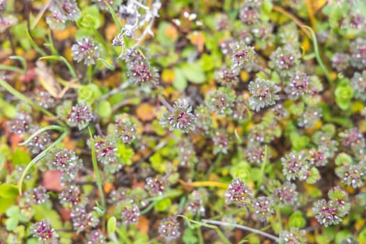Close up of tiny purple wildflowers growing among green grass and other ground cover