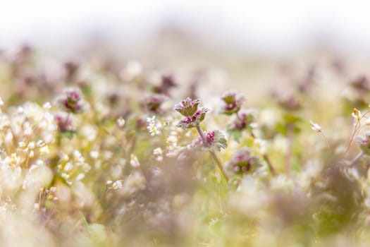 Close-up of lamium purpureum, commonly known as red dead-nettle, purple dead-nettle, or red henbit, growing in a field of small white flowers