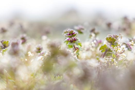 Close-up view of lamium purpureum flourishing in a vibrant field, surrounded by a softly blurred background, highlighting its delicate beauty