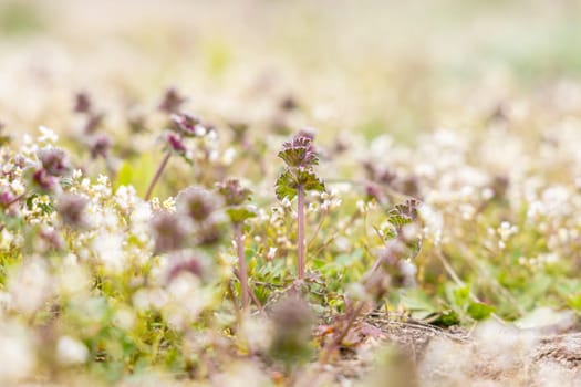 Close-up of a red dead-nettle plant growing among small white flowers, creating a vibrant contrast in the field