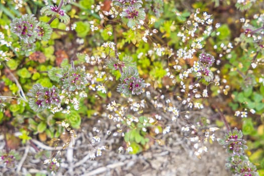 Close-up view of lamium purpureum and draba verna blossoming amidst lush greenery in a springtime meadow
