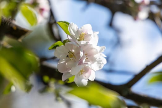 White and pink apple blossoms blooming on a tree branch against a bright blue sky, capturing the beauty of springtime nature