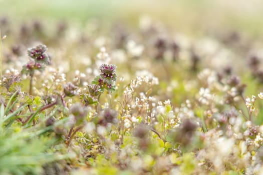 Close-up of lamium purpureum and capsella bursa-pastoris blooming in a field during springtime, creating a vibrant display of colors