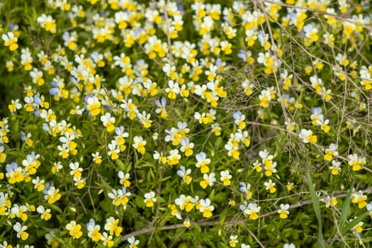 Carpet of wild pansies blooming in a meadow during springtime, creating a vibrant display of colors
