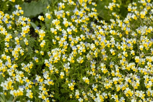 Yellow, white and blue field pansies create a vibrant floral background in a spring meadow