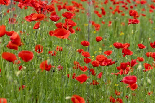 Beautiful red poppies blooming in a green field, creating a vibrant and colorful natural landscape