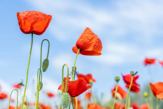 Red poppy flowers swaying in a gentle breeze against a bright blue sky
