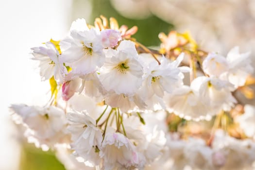 Delicate white cherry blossoms glow in the warm spring sunlight, creating a beautiful natural display