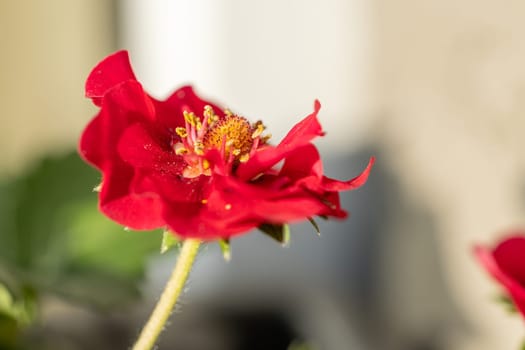 Close up of a vibrant red potentilla flower blooming in spring, showcasing its delicate petals and yellow center