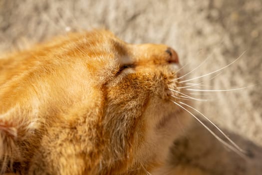 Close-up of a ginger cat's face, basking in the warmth of sunlight, showcasing its serene expression and delicate whiskers