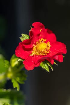 Close-up of a vibrant red potentilla flower in full bloom, revealing its delicate yellow center and intricate details