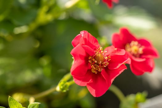 Close up of vibrant red potentilla nepalensis flowers, showcasing their delicate petals and golden centers against a soft green background
