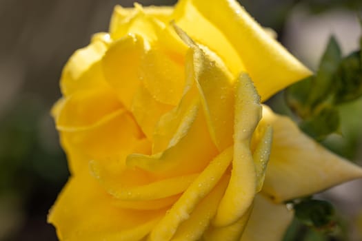 Yellow rose with water droplets glistening in sunlight, showcasing the delicate beauty and freshness of nature