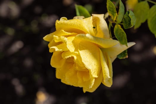 Close-up of a vibrant yellow rose covered in glistening water droplets, showcasing its delicate petals and beauty in a garden setting