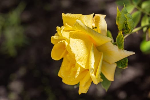 Close up of a vibrant yellow rose with glistening water drops, capturing the beauty and freshness of nature in a summer garden
