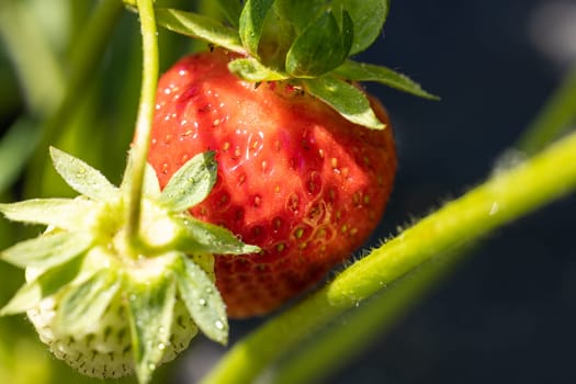Close-up of a juicy red strawberry ripening on a green stem, illuminated by sunlight