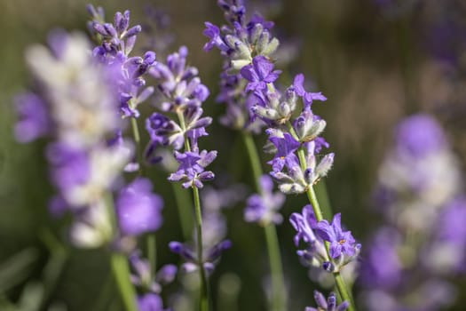 Close-up view of lavender flowers blooming in a field, showcasing their vibrant purple petals and green stems on a sunny day