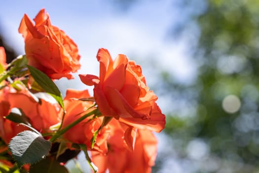 Vibrant orange roses blooming under a clear blue sky, capturing the essence of a summer garden