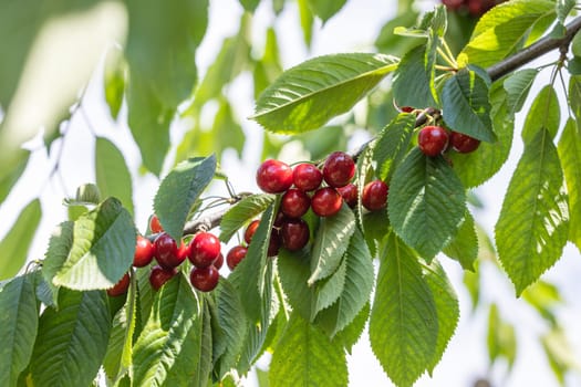 Clusters of ripe red cherries hang from a cherry tree branch, ready for harvest in a sunny orchard