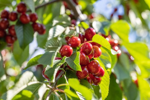 Clusters of ripe red cherries growing on a cherry tree branch, surrounded by vibrant green leaves, ready for harvest