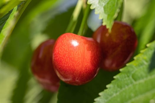 Close-up of three ripe red cherries hanging from a cherry tree branch, ready to be picked