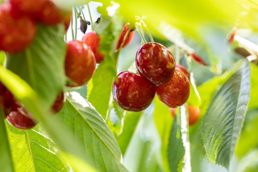 Close-up of ripe red cherries hanging on a branch, surrounded by green leaves, in a sunny orchard