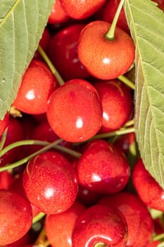 Freshly picked, juicy red cherries clinging to a branch, adorned with vibrant green leaves, creating a delightful summer scene