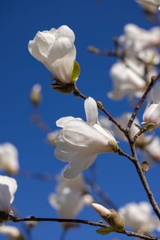 Magnolia flowers blooming on a branch against a clear blue sky, celebrating the arrival of spring