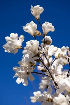 White magnolia flowers blooming on a branch against a vibrant blue sky, capturing the beauty of springtime nature