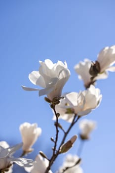 White magnolia flowers blooming on a tree branch against a clear blue sky, celebrating the arrival of spring