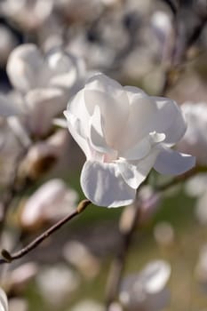 Close up of a delicate white magnolia flower blooming on a branch, illuminated by warm spring sunlight, with a soft blurred background of other blossoms