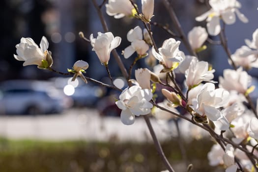 Close-up of delicate white magnolia blossoms on tree branches, illuminated by sunlight, with blurred background of a city street