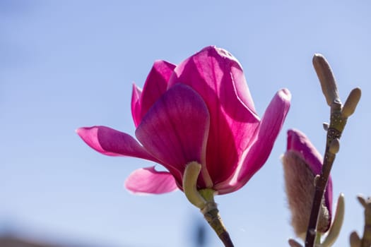 Pink magnolia flower blooming under a clear blue sky, displaying the beauty of nature in spring