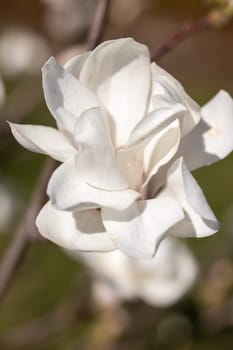 Close-up of a delicate white magnolia flower blooming on a branch, illuminated by the warm spring sunlight