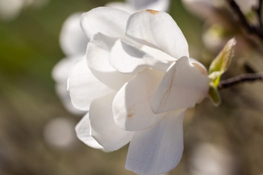 Close up of a delicate white magnolia flower blooming on a tree branch, illuminated by warm spring sunlight