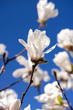 White magnolia flowers blooming on tree branches against a clear blue sky, creating a beautiful springtime scene