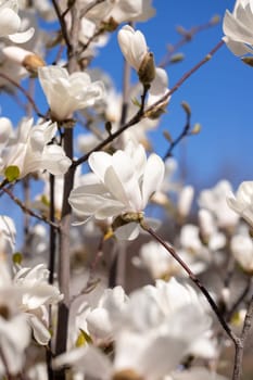 Magnolia tree blooming with beautiful white flowers against a clear blue sky, capturing the essence of spring