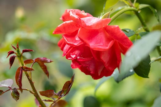 Close-up of beautiful red rose covered in raindrops in a garden, fresh and vibrant after the rain