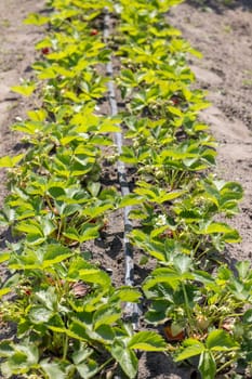 Strawberry plants growing in rows are being watered by a drip irrigation system in a sunny field, ensuring efficient hydration and optimal growth